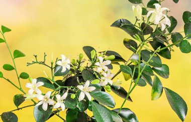 Murraya paniculata, Jasminul portocal, beyaz çiçekler