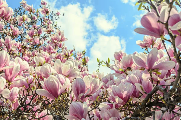 Magnolia flores de árbol de flor rosa, rama de cerca, al aire libre — Foto de Stock