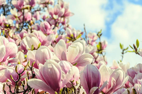 Magnolia flores de árbol de flor rosa, rama de cerca, al aire libre — Foto de Stock