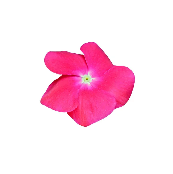 ピンクのツリフネソウの花、白い背景で隔離 — ストック写真
