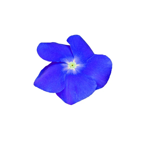 Flor azul impaciente, aislada sobre fondo blanco — Foto de Stock
