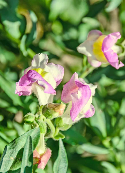 Růžové se žlutým Antirrhinums, drak květiny nebo snapdragons — Stock fotografie