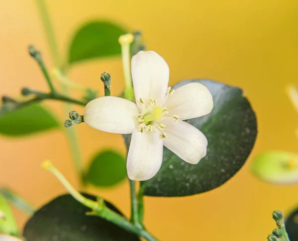 Flores blancas de Murraya paniculata, Jasminul portocal — Foto de Stock