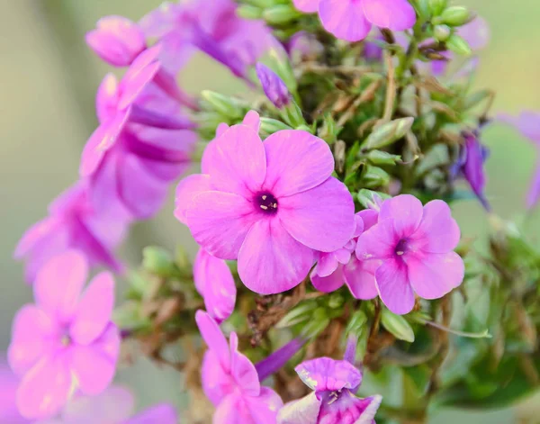 Arabis o rockcress flores de color rosa, arbusto verde, de cerca — Foto de Stock