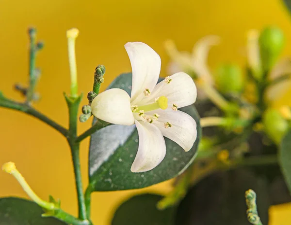 Белые цветы Murraya paniculata, Jasminul portocal — стоковое фото