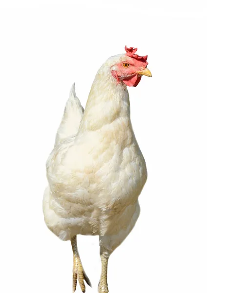 Fehér csirke portré, piros fésű, elszigetelt fehér background — Stock Fotó