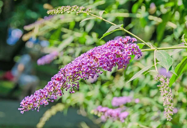 Mauve, violet flowers of Buddleja davidii, summer lilac — Stock Photo, Image