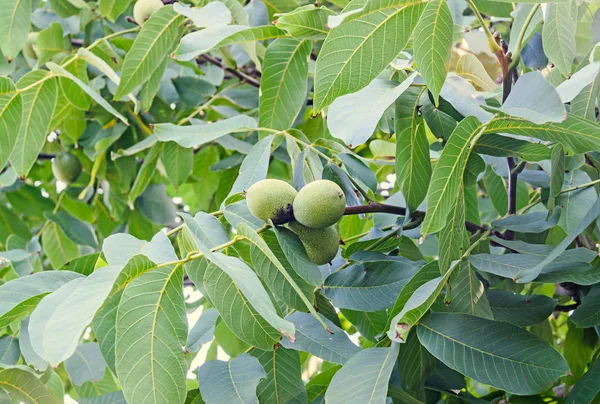 Árbol de nuez de cerca con frutas verdes, Juglans regia tree — Foto de Stock