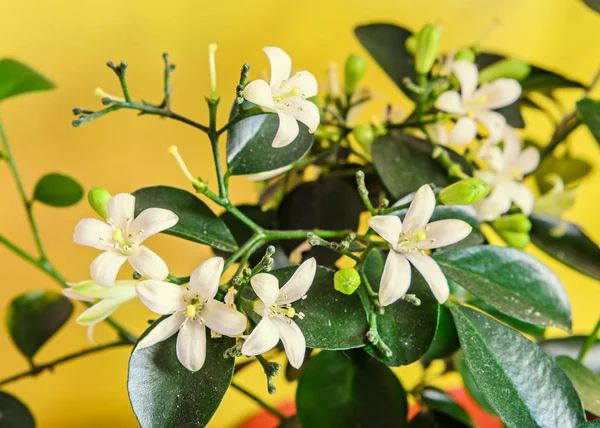 Flores blancas de Murraya paniculata, Jasminul portocal Imagen De Stock