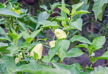 Baş veya biber dolmalık biber, yeşil, sarı olarak da bilinen Jon 