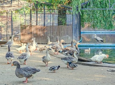 Ördekler hayvanat Bahçe, çit, renkli, yakın çekim