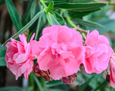 Nerium oleander, yaprak dökmeyen çalı, Aile Apocyna, pembe çiçekler