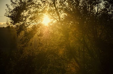 Renkli gökyüzü günbatımı, şafak, ışınları ve siluet ağaçları