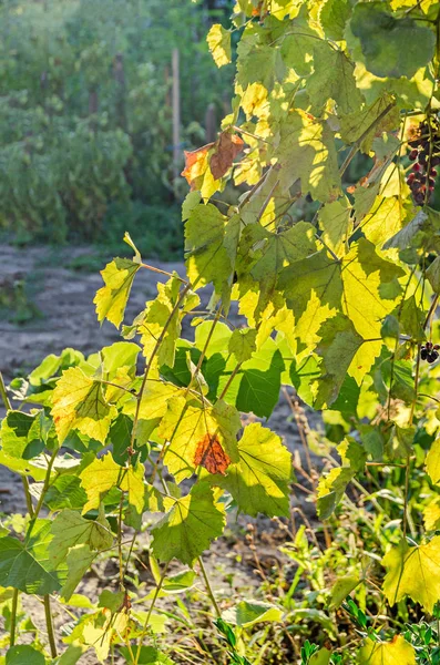 Vitis vinifera (виноградная лоза) зеленые листья на солнце, закрыть — стоковое фото