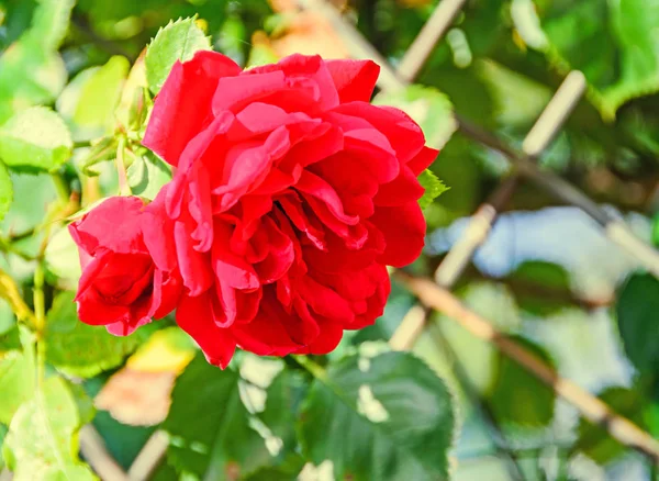 Red rose flower, natural green bokeh background — Stock Photo, Image