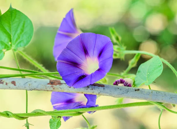 Ipomoea purpurea μωβ λουλούδι μπλε, το μωβ, ψηλός — Φωτογραφία Αρχείου