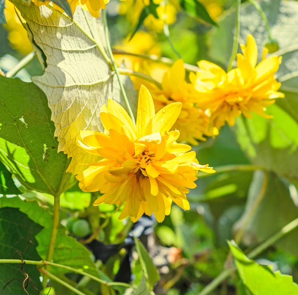 Fiore giallo di dalia, margherita o crisantemo, di colore naturale — Foto Stock