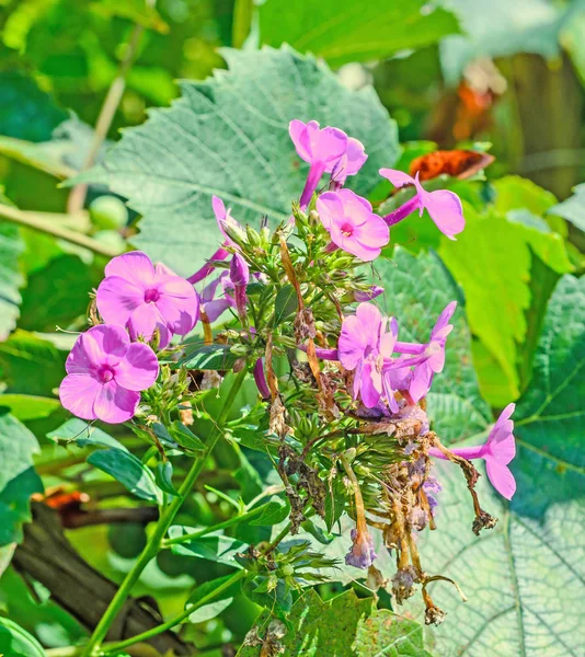 Huseník nebo rockcress růžové květy, zelená bush, zblizka — Stock fotografie