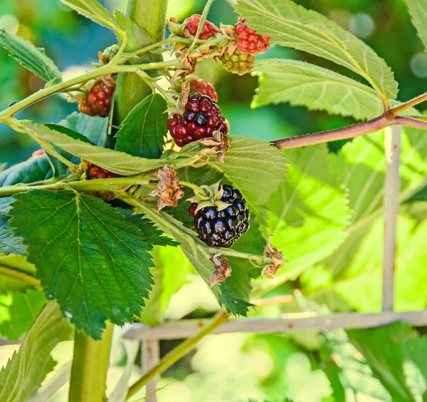 Rama de frutos de mora, familia Rosaceae, primer plano — Foto de Stock