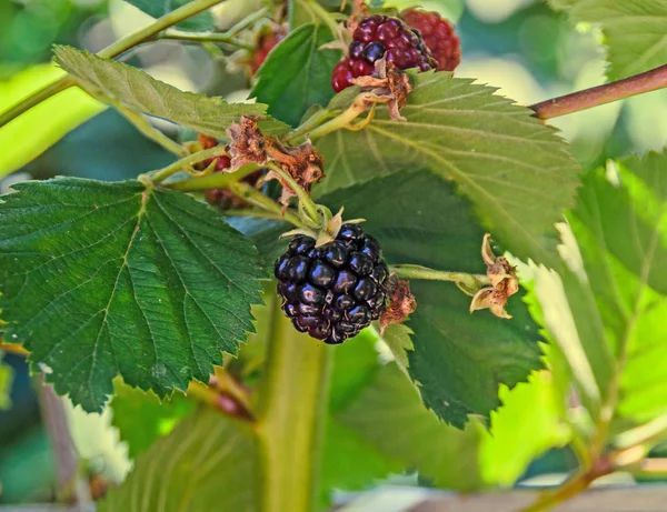 Rama de frutos de mora, familia Rosaceae, primer plano — Foto de Stock