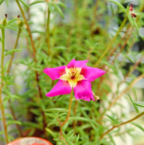Pink Portulaca grandiflora flower, rose moss, eleven o\'clock Mex