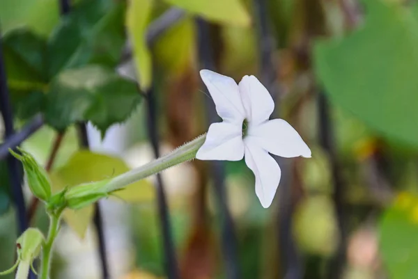Flor blanca Nicotiana alata (Regina Noptii), vegetación verde — Foto de Stock