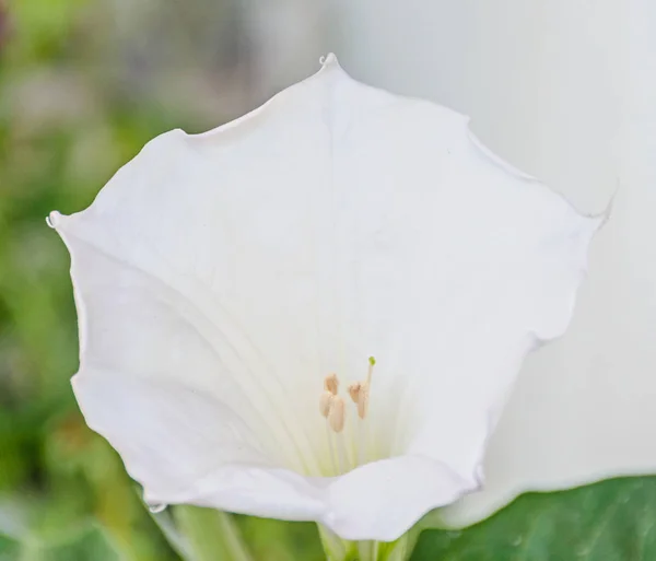Fleur blanche Brugmansia, trompettes d'ange, gros plan — Photo