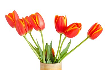 Kırmızı lale çiçek sarı çizgili, renkli saksı, vazo,