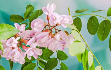 Robinia pseudoacacia ağaç çiçek pembe, siyah çekirge biliyorum