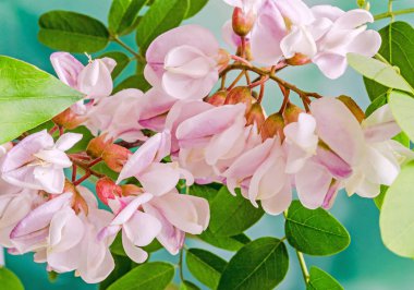 Robinia pseudoacacia ağaç çiçek pembe, siyah çekirge biliyorum