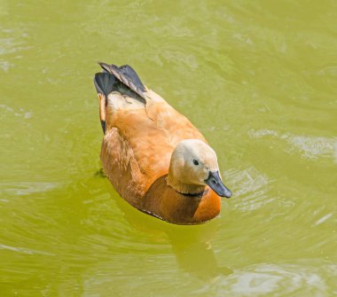 Su, karanlık Gaga, kırmızı tüyler, kahverengi yaban ördeği yakın çekim