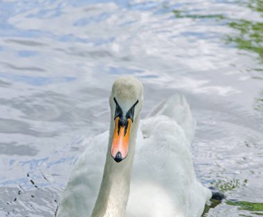 Kuğu ile turuncu Gaga, tüyleri beyaz, su üzerinde izole kapatmak