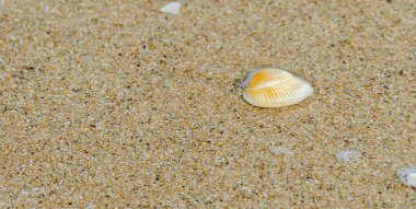 Deniz kabukları sahil kumu, Karadeniz kıyısında, metin üzerinde birçok türü