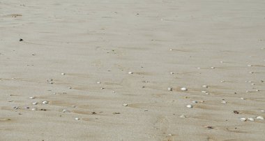 Deniz kabukları sahil kumu, Karadeniz kıyısında, doku üzerinde birçok türü