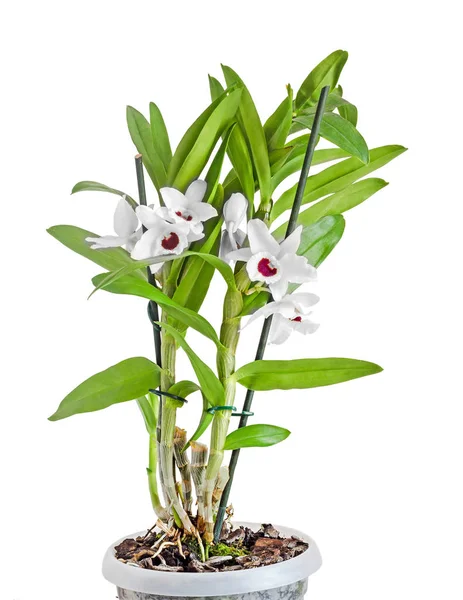 Branco dendrobium flores nobile, ramo, folhas verdes, planta — Fotografia de Stock