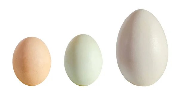 Sammlung von Eiern, großes weißes Gänseei, hellgrünes Entenei, — Stockfoto