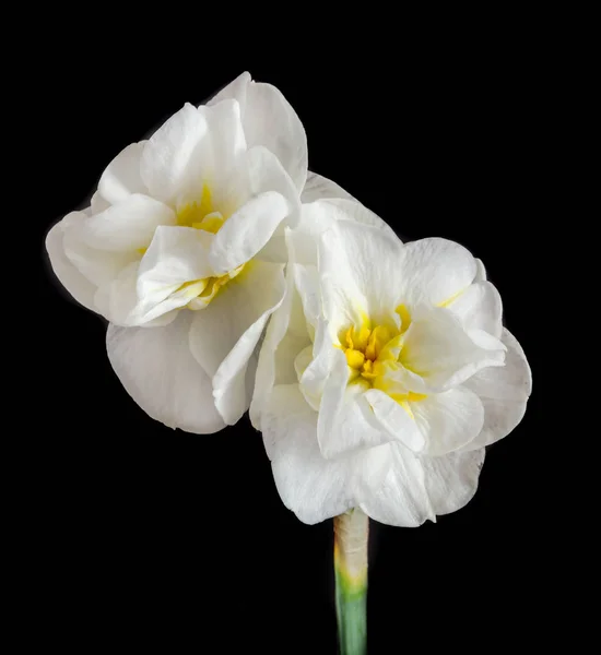 白い水仙の花、スイセン、黄色中央の雌しべ — ストック写真