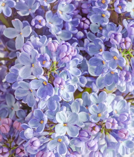 Azul, malva Syringa vulgaris (lila o lila común ) — Foto de Stock