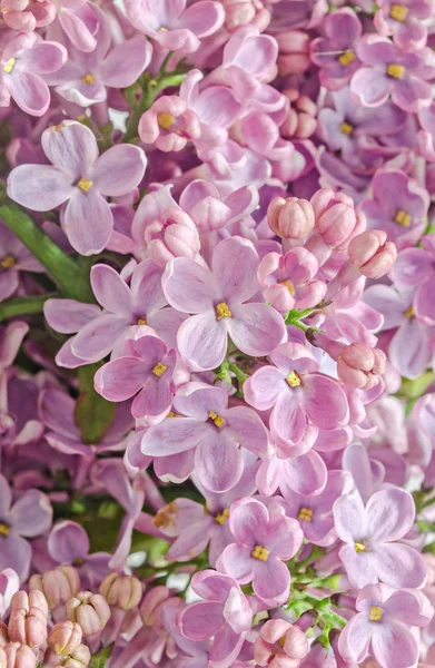 Rosa, púrpura, Syringa vulgaris (lila o lila común ) — Foto de Stock