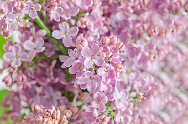 Rosa, púrpura, Syringa vulgaris (lila o lila común ) — Foto de Stock