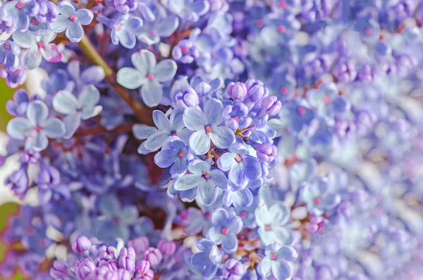 Azul, malva Syringa vulgaris (lila o lila común ) — Foto de Stock