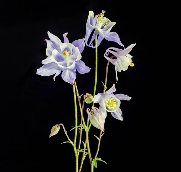 Aquilegia (Akelei) flabellata, gebräuchlicher Name Fächerkolonne — Stockfoto