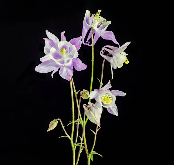 Violette Aquilegia (Akelei) flabellata, gebräuchlicher Name Fächerkolonien — Stockfoto