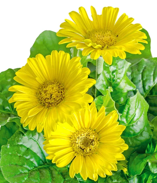Flores amarelas de gerbera em um vaso, vaso, folhas verdes, fechar — Fotografia de Stock