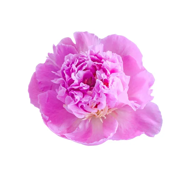Flor de peonía rosada, género Paeonia, familia Paeoniaceae, primer plano , — Foto de Stock