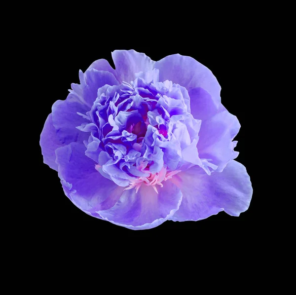 Azul, flor de peonía malva, género Paeonia, familia Paeoniaceae — Foto de Stock