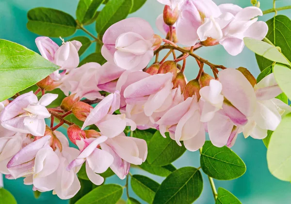 Robinia pseudoacacia ağaç çiçek pembe, siyah çekirge biliyorum