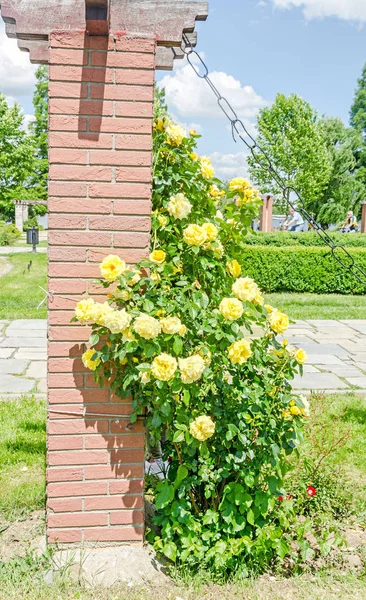 Общественный парк Герастру с желтой розой — стоковое фото