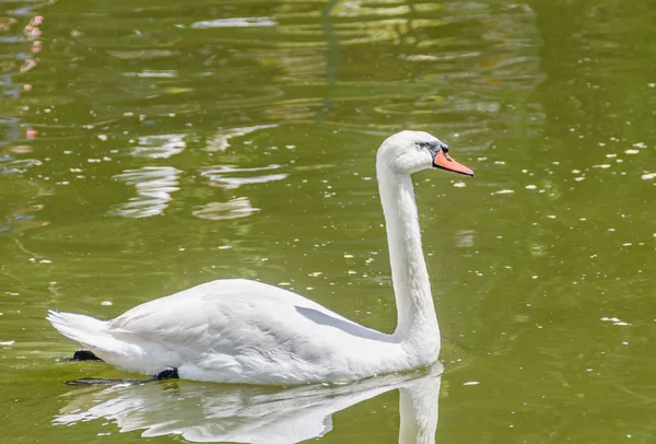 Bílá labuť s oranžový zobák, peří, zblízka, izolované na vodě — Stock fotografie