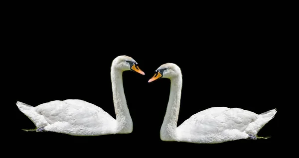 Cygnes blancs avec bec orange, plumes, gros plan, isolés — Photo